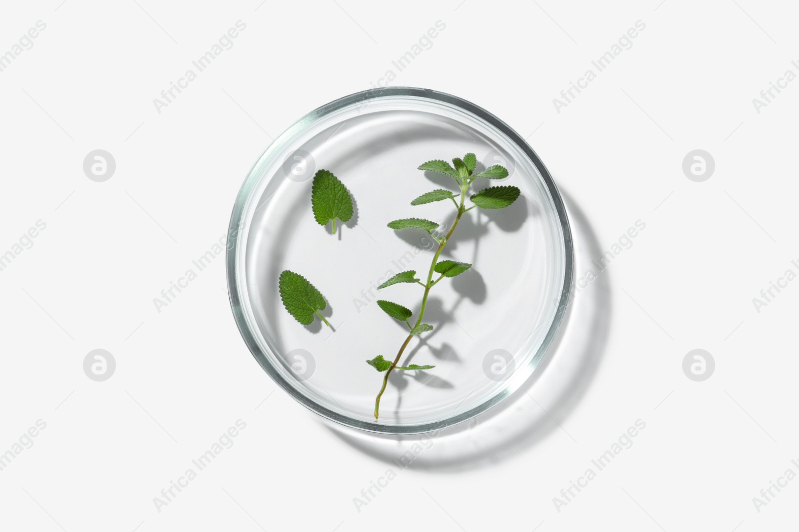 Photo of Petri dish with green plant on white background, top view