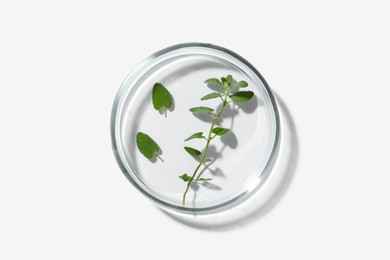 Photo of Petri dish with green plant on white background, top view