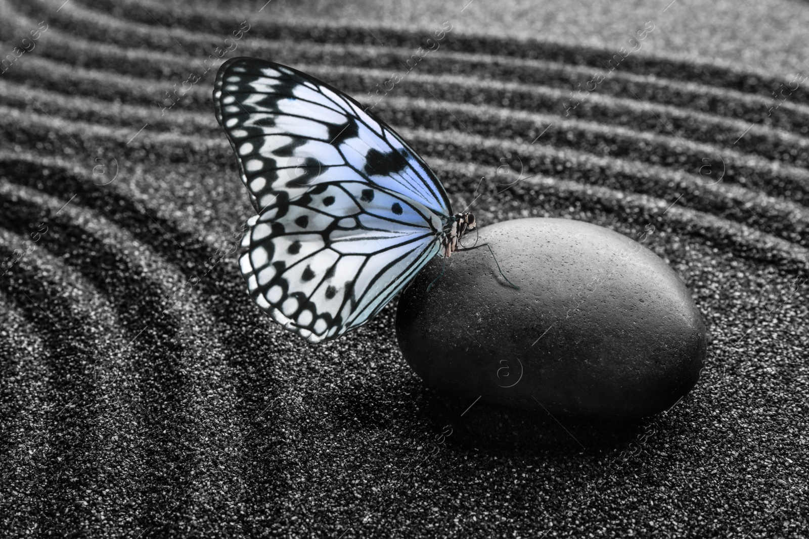 Image of Beautiful butterfly and stone on black sand with pattern. Zen concept