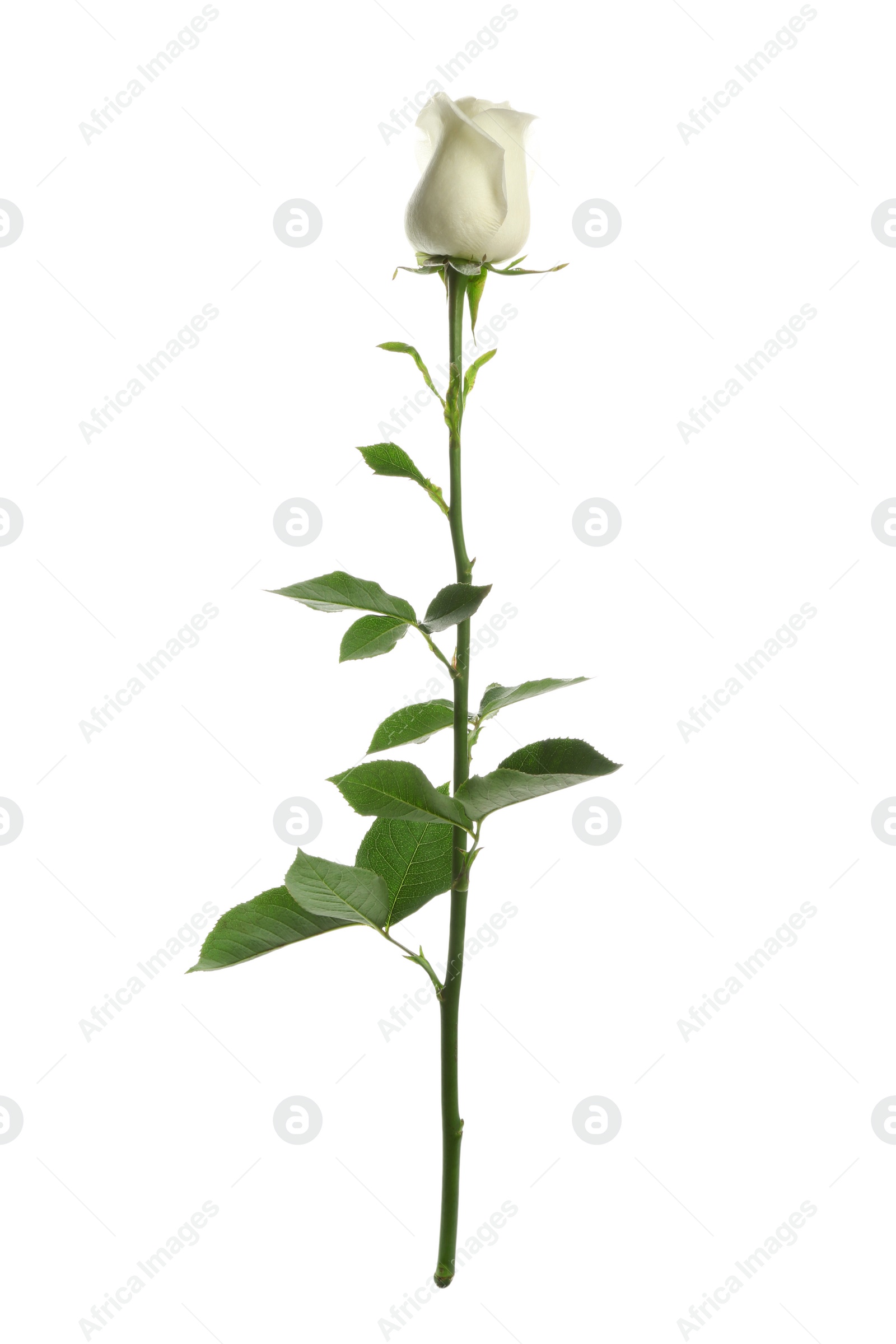 Photo of Beautiful fresh rose on white background. Perfect gift