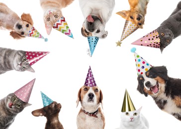 Image of Cute pets with party hats on white background, collage