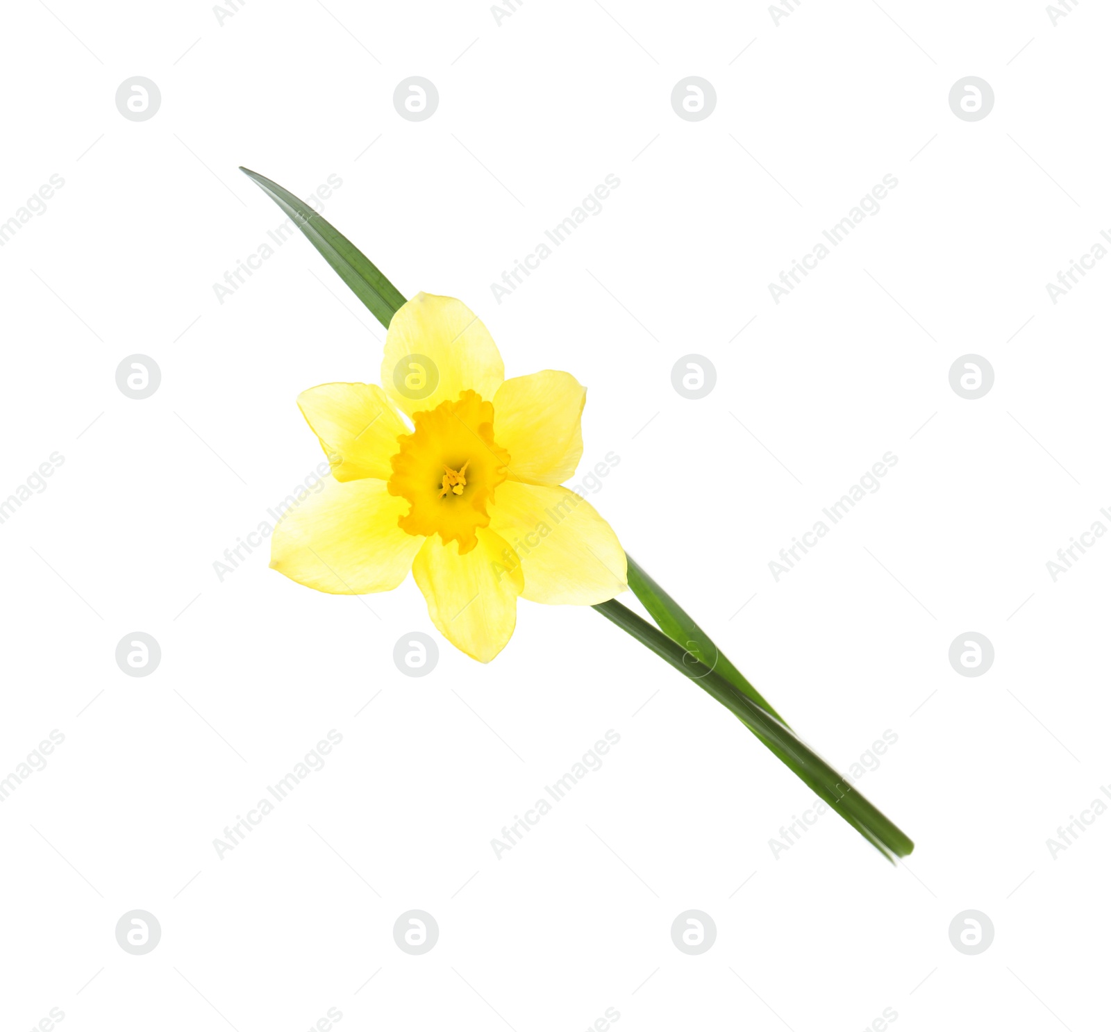 Photo of Beautiful daffodil on white background. Fresh spring flower