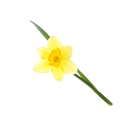 Beautiful daffodil on white background. Fresh spring flower