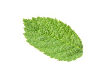 Photo of One green raspberry leaf isolated on white