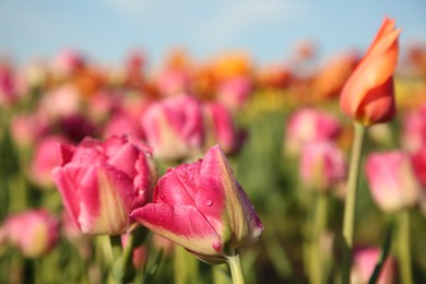 Beautiful pink tulip flowers growing in field on sunny day, closeup