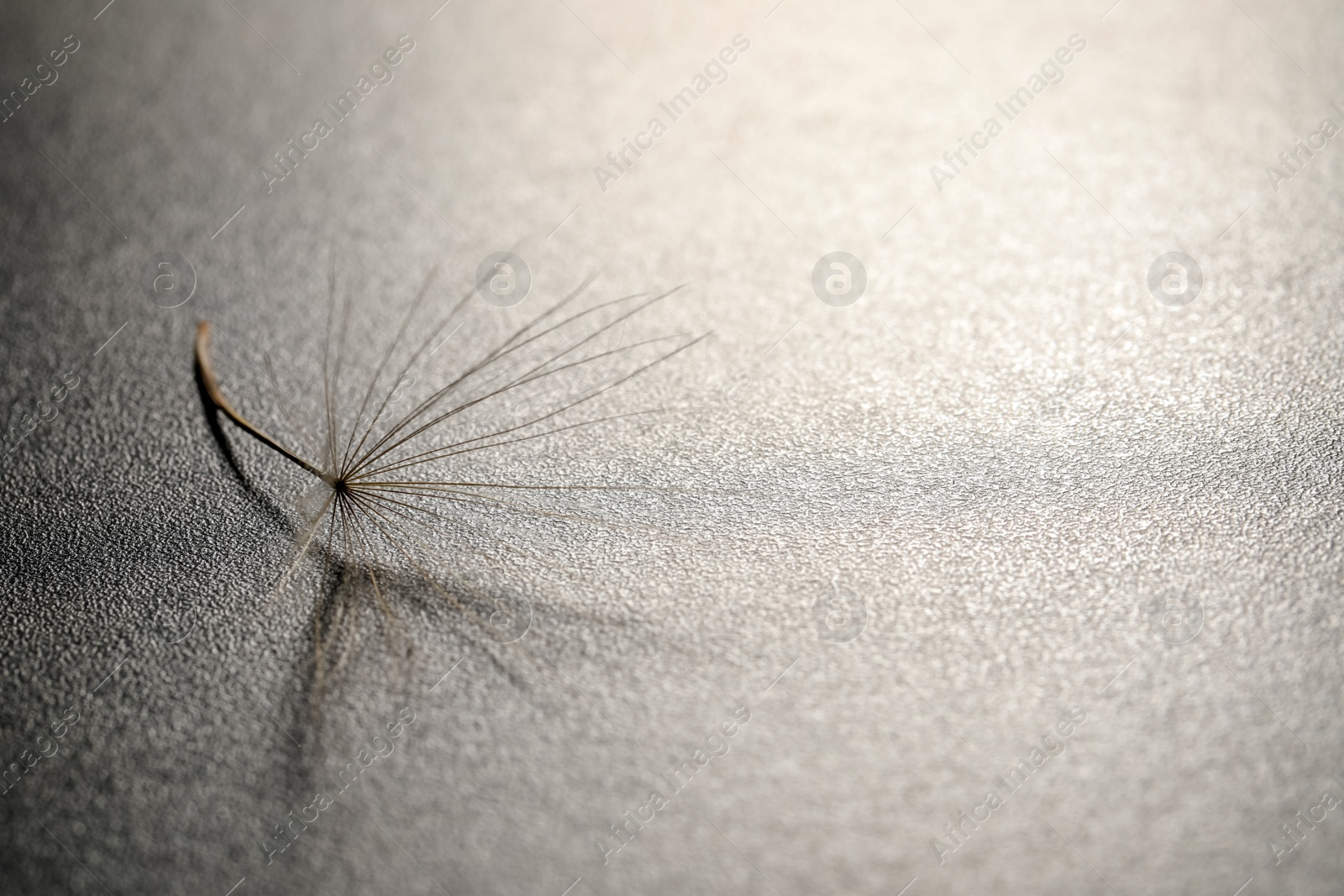 Photo of Seed of dandelion flower on grey background, space for text