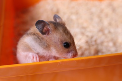 Cute fluffy pearl hamster at home, closeup