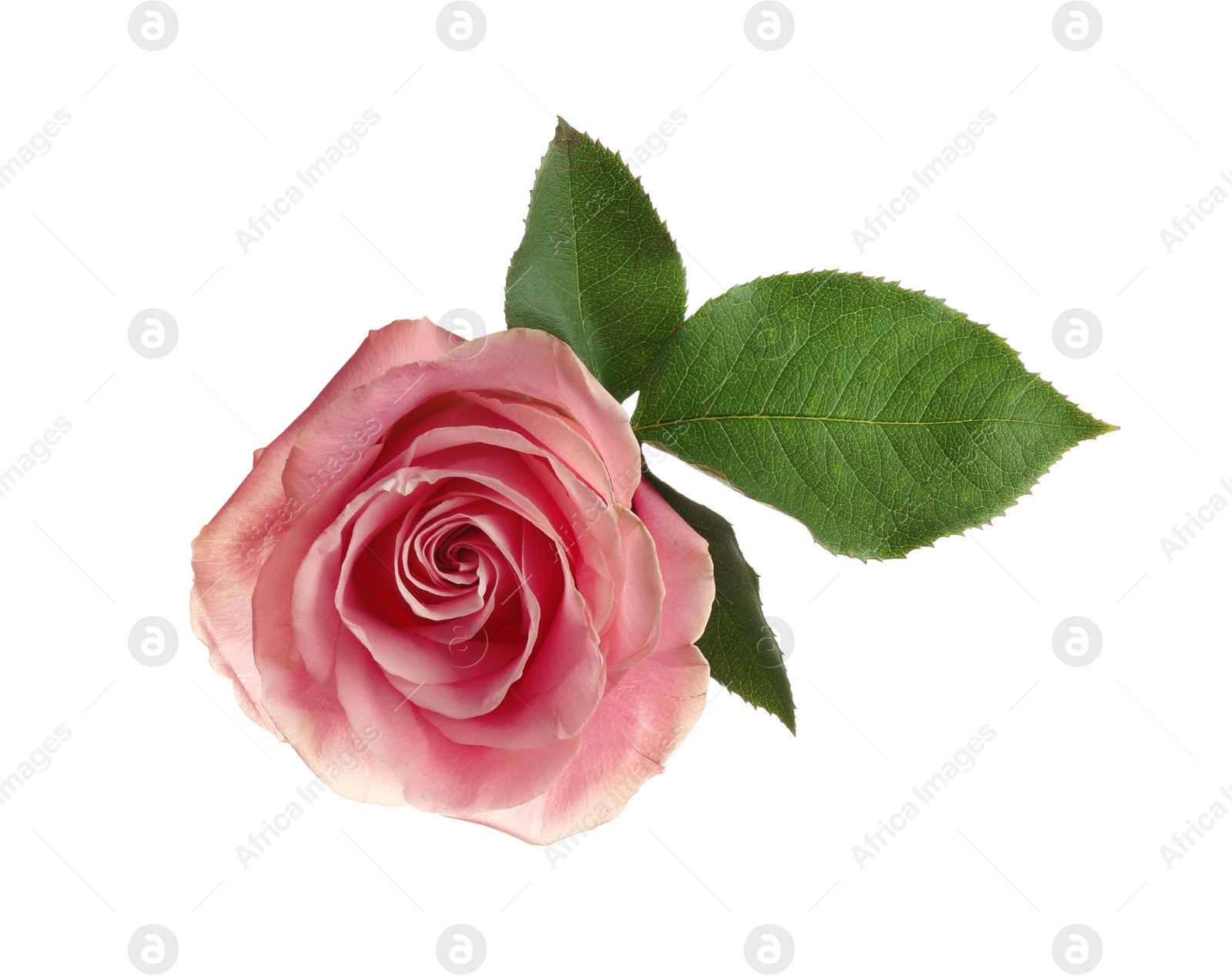 Photo of Beautiful pink rose on white background, top view