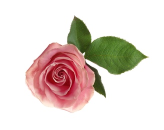 Beautiful pink rose on white background, top view