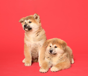 Photo of Cute Akita Inu puppies on red background. Baby animals