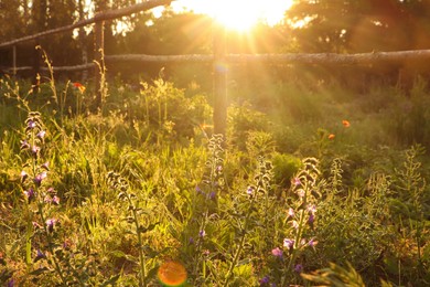 Photo of Picturesque view of countryside with beautiful wildflowers in morning