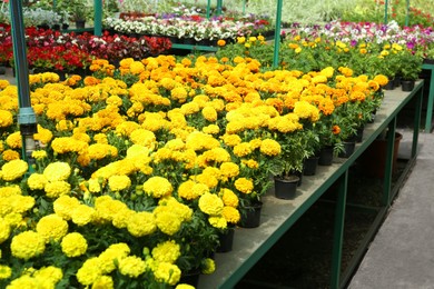 Many beautiful blooming potted marigolds on tables at garden sale