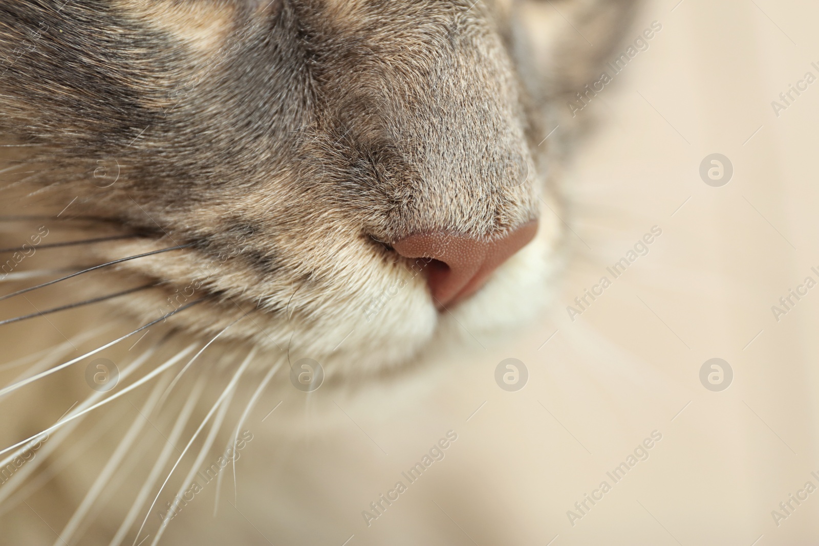 Photo of Adorable Maine Coon cat at home, closeup. Space for text. Home pet