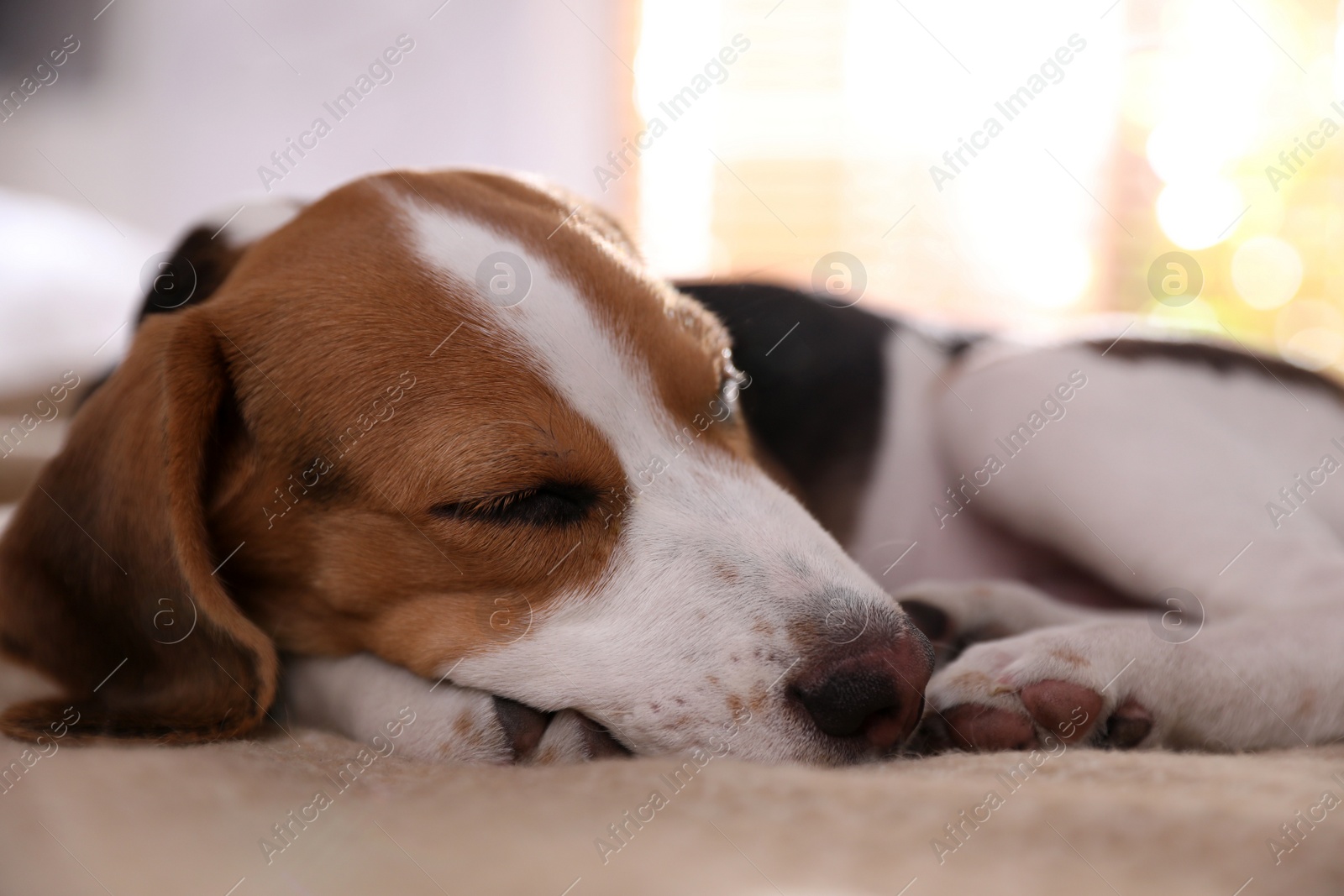 Photo of Cute Beagle puppy sleeping on bed at home. Adorable pet