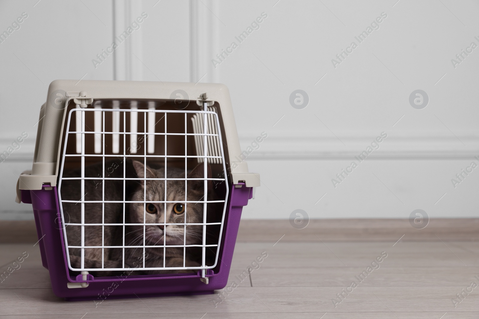 Photo of Travel with pet. Cute cat in carrier on floor near white wall indoors, space for text