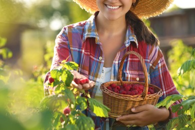 Photo of Woman with wicker basket picking ripe raspberries from bush outdoors, closeup
