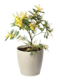 Photo of Beautiful mimosa plant in pot on white background
