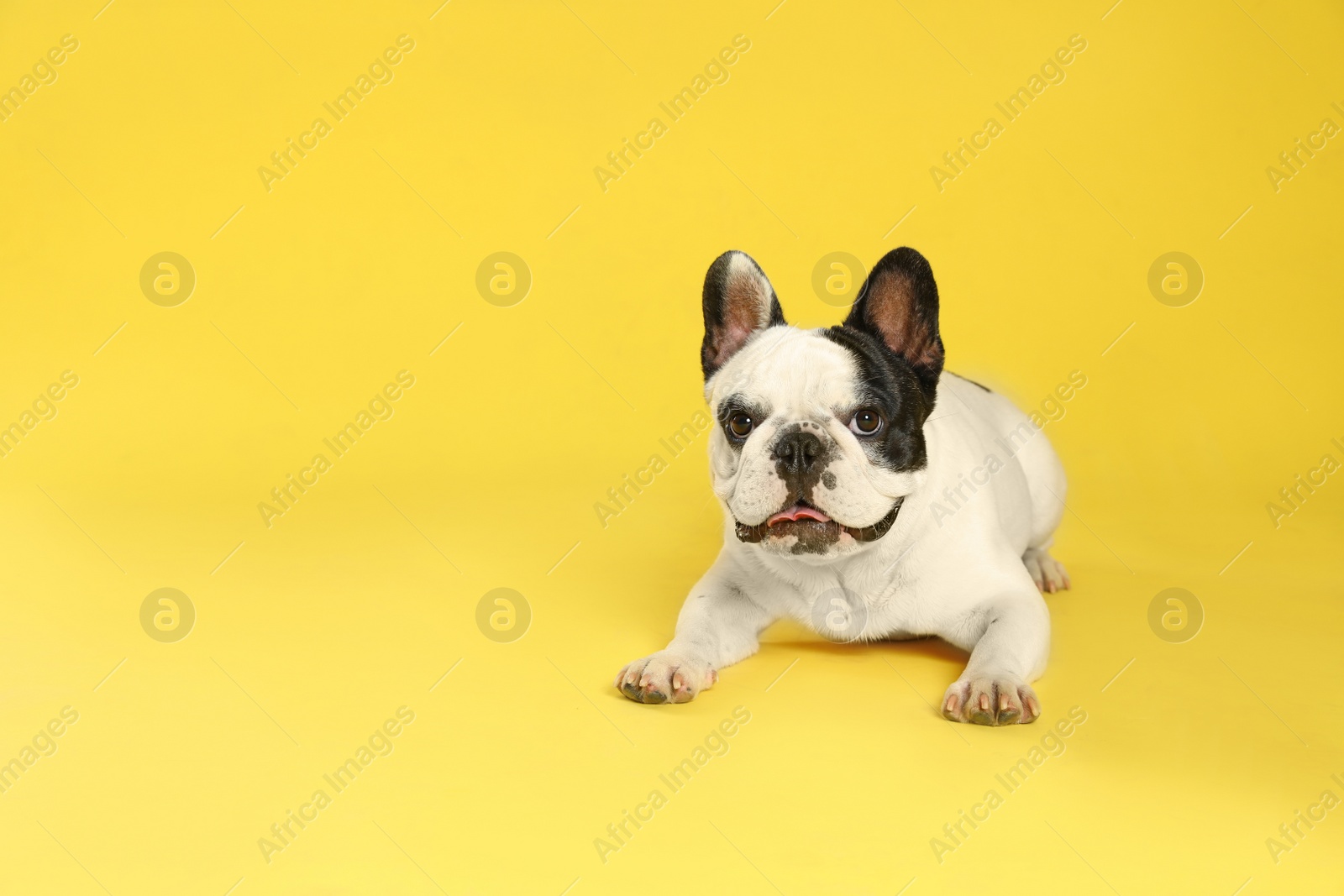 Photo of French bulldog on yellow background. Space for text