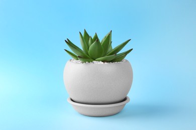Photo of Beautiful succulent plant in pot on light blue background