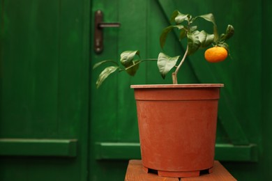 Photo of Potted tangerine tree on wooden stand in greenhouse, space for text