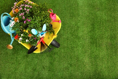 Wheelbarrow with flowers and gardening tools on grass, top view. Space for text