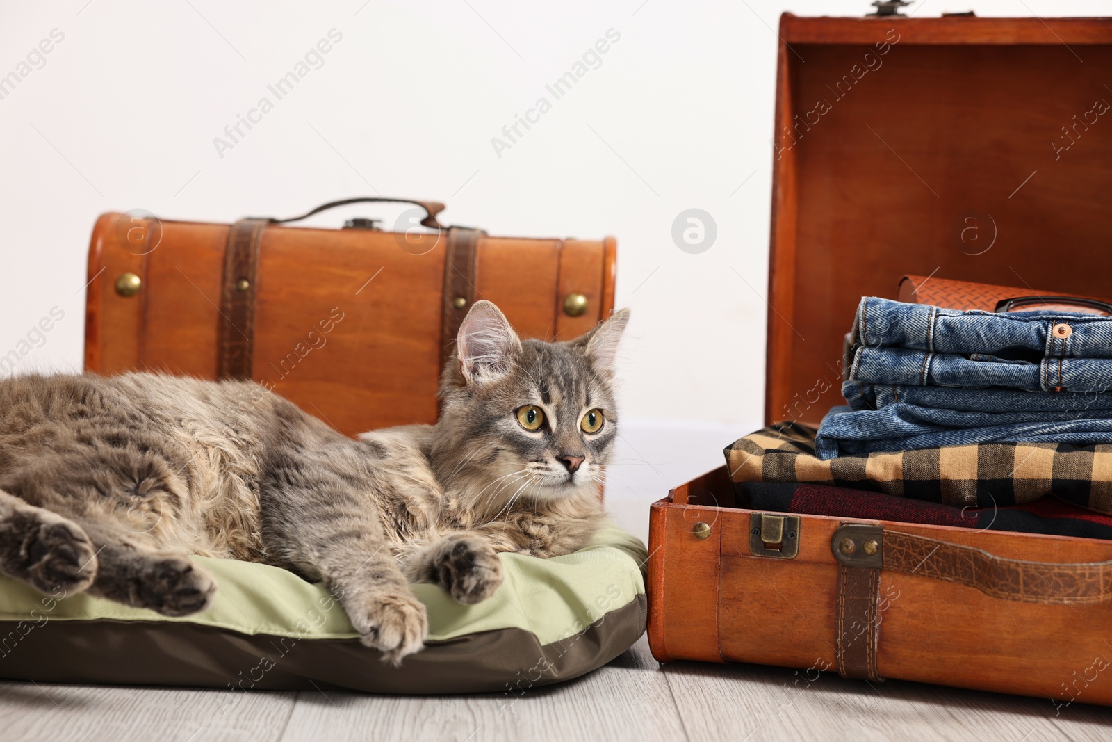 Photo of Travel with pet. Cat, clothes and suitcases indoors