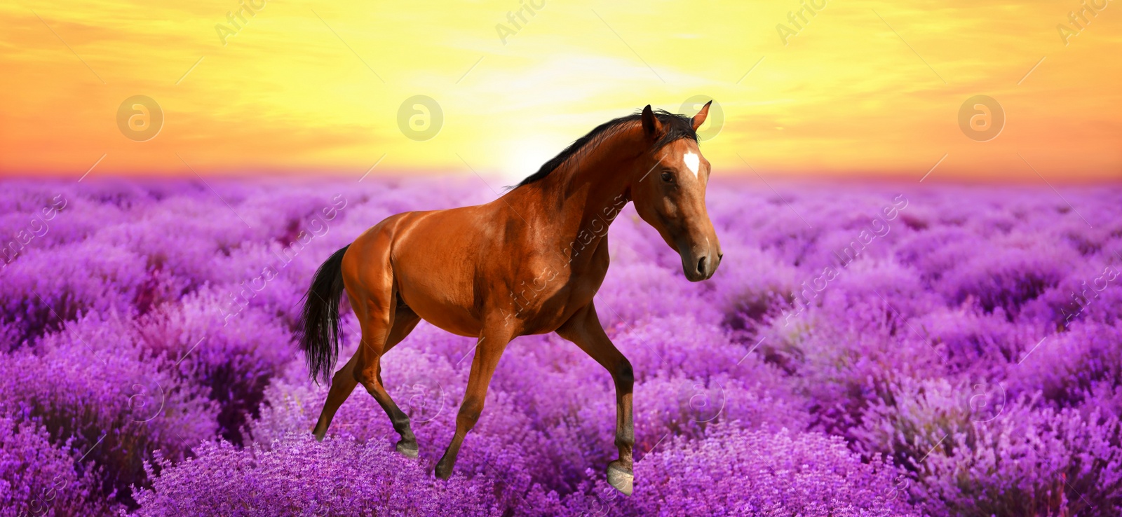 Image of Beautiful horse running in lavender field at sunset. Banner design
