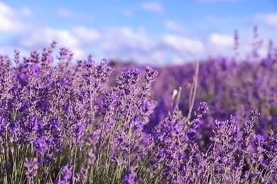 Photo of Beautiful blooming lavender in field on summer day