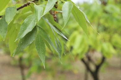 Photo of Tree branch with green leaves in park during rain, closeup