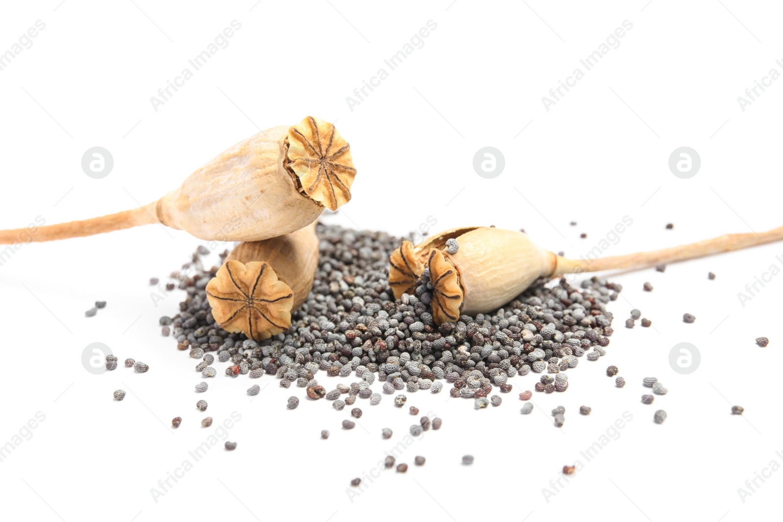 Photo of Dry poppy heads with seeds on white background