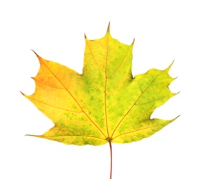 Photo of Beautiful autumn leaf on white background. Fall foliage