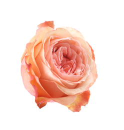 Photo of Beautiful fresh rose flower on white background