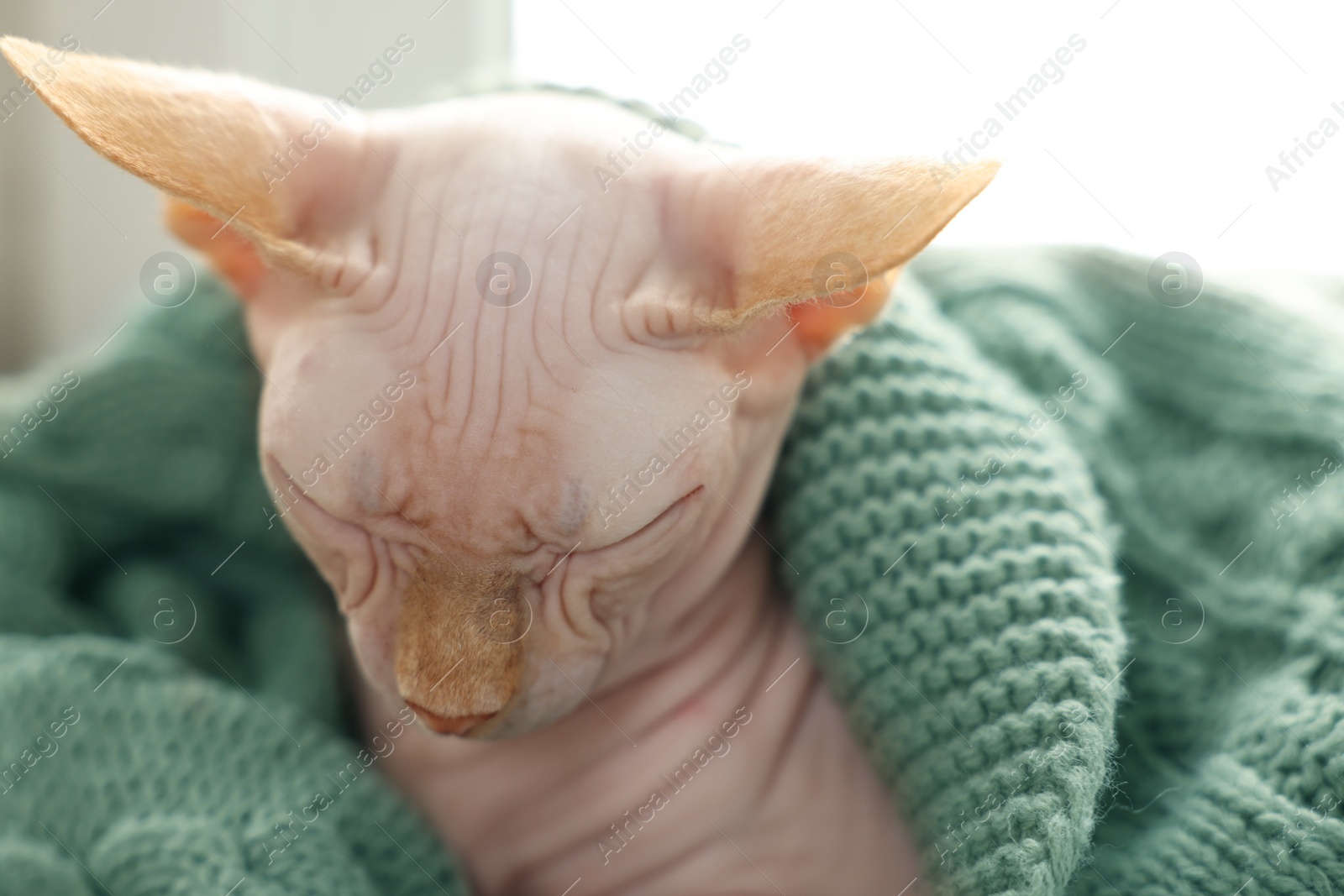 Photo of Beautiful Sphynx cat wrapped in soft blanket sleeping at home, closeup. Lovely pet