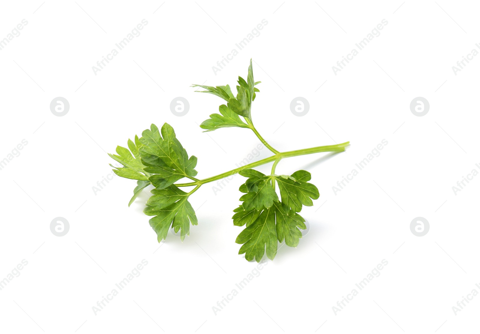 Photo of Fresh green organic parsley on white background