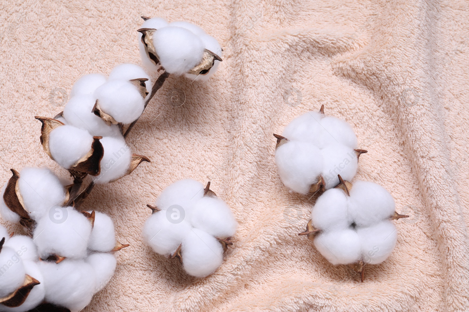 Photo of Cotton branch with fluffy flowers on beige terry towel, top view