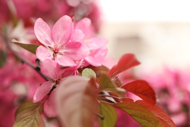 Closeup view of beautiful blossoming apple tree outdoors on spring day. Space for text