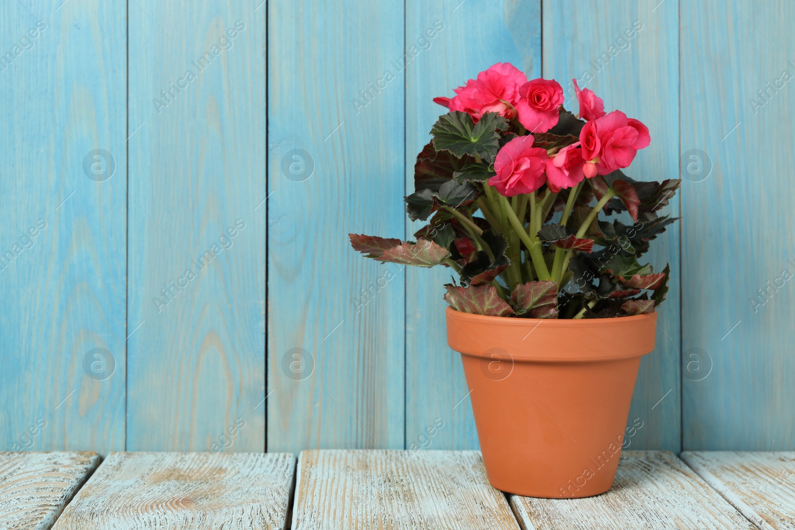 Photo of Beautiful blooming pelargonium flower in pot on white wooden table, space for text