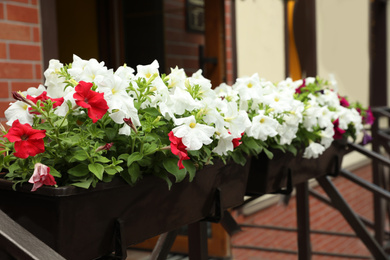 Photo of Beautiful petunia flowers in plant pots outdoors