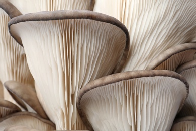 Photo of Delicious organic oyster mushrooms as background, closeup