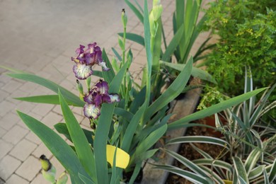 Photo of Beautiful blooming purple irises in garden center