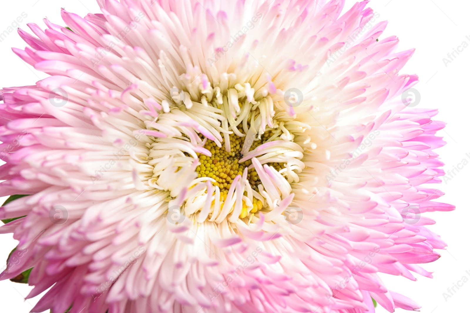 Photo of Beautiful pink aster flower on white background, closeup