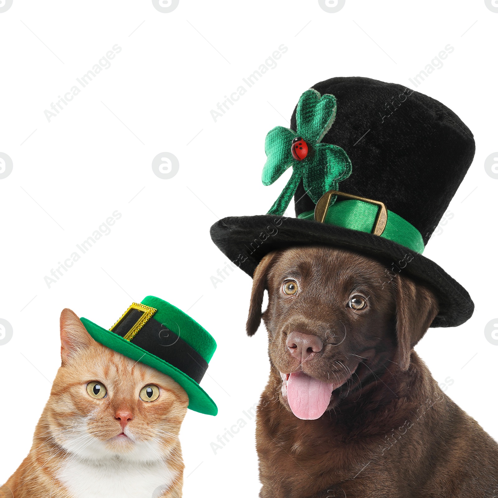 Image of St. Patrick's day celebration. Cute dog and cat in leprechaun hats on white background