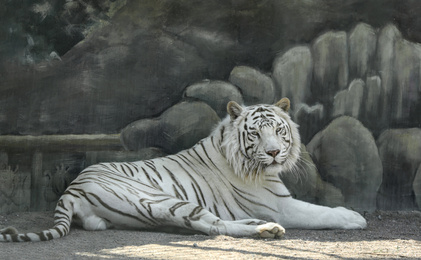 Photo of Bengal white tiger in zoo on sunny day