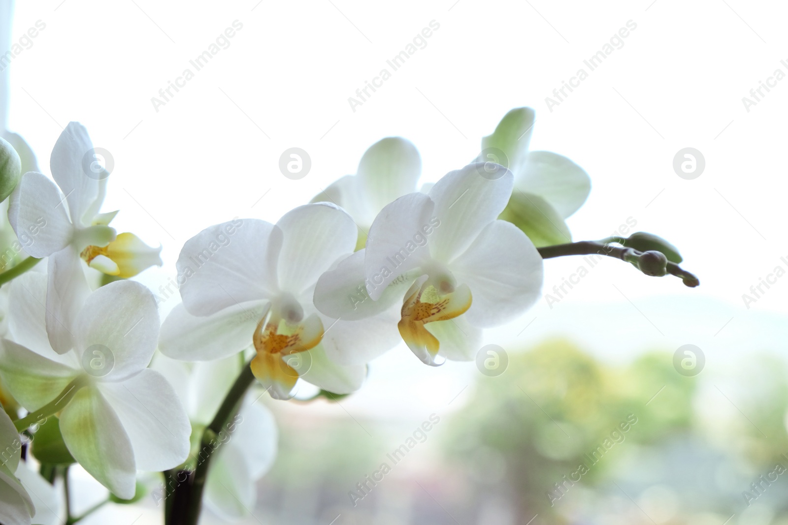 Photo of Beautiful white orchid flowers near window, indoors