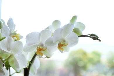 Photo of Beautiful white orchid flowers near window, indoors