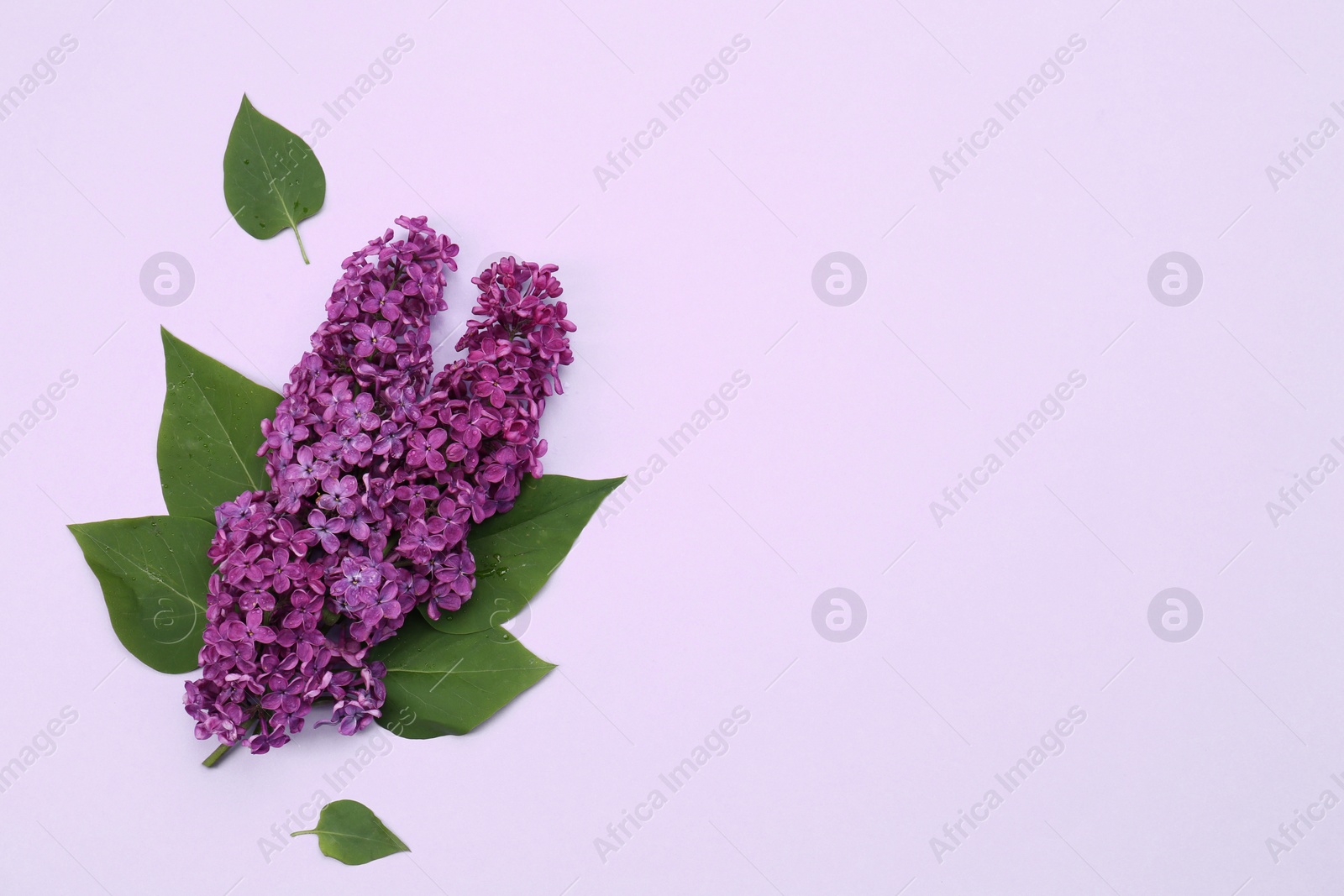 Photo of Beautiful lilac flowers and green leaves on pale purple background, top view. Space for text