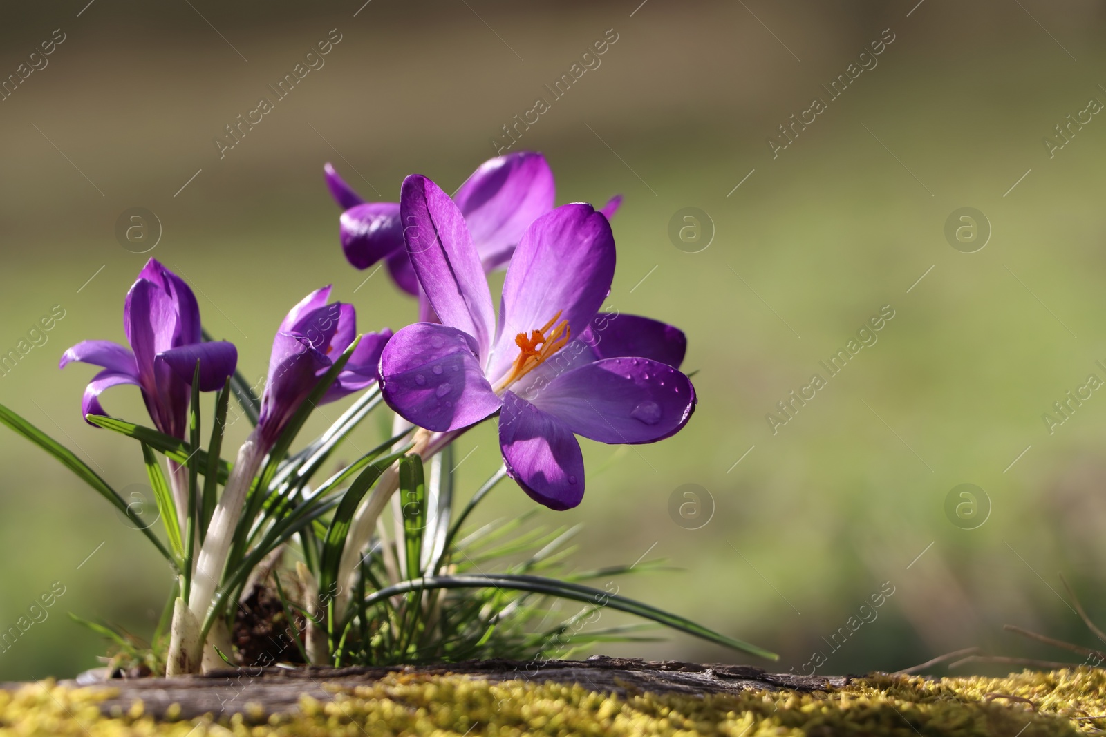 Photo of Fresh purple crocus flowers growing on blurred background