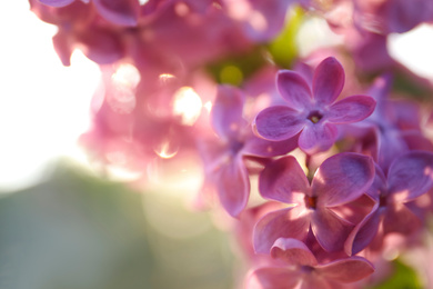 Photo of Closeup view of beautiful blooming lilac shrub outdoors
