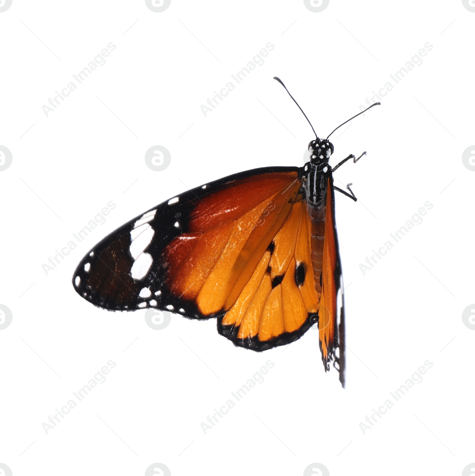 Photo of Beautiful painted lady butterfly isolated on white