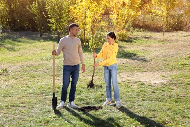 Photo of People with sapling and shovel in park on sunny day.  Planting tree